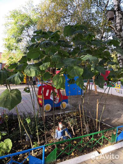 Павлония саженцы