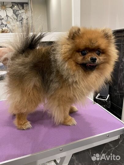 Груминг шпицев (с выездом на дом)