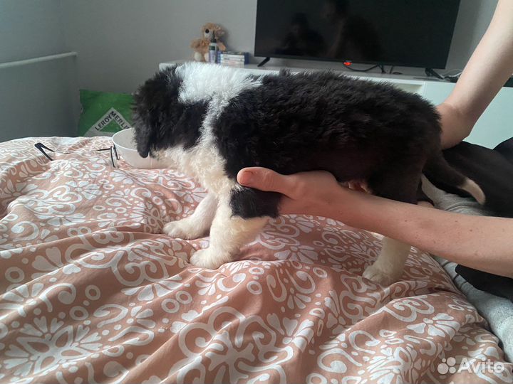 Щенки сао алабай в добрые руки