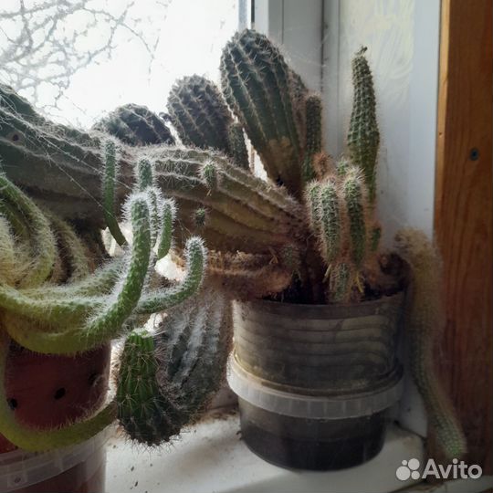 Кактус различные