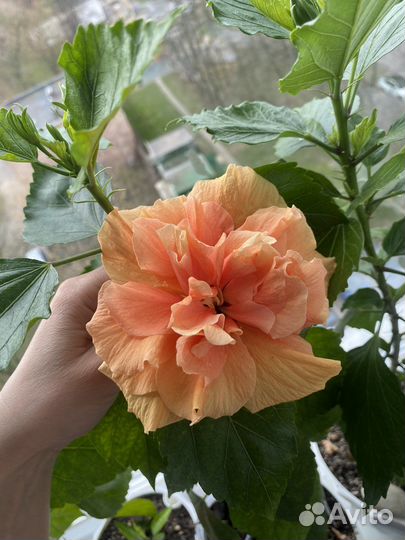 Сортовые Гибискусы