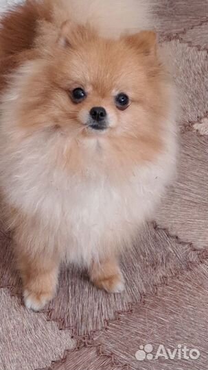 Немецкий шпиц мини