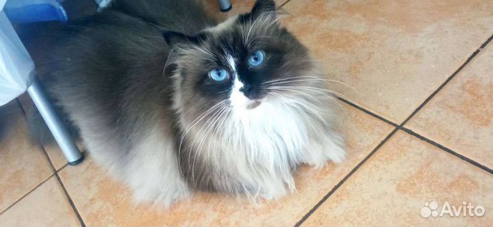 Кошка в дар бесплатно