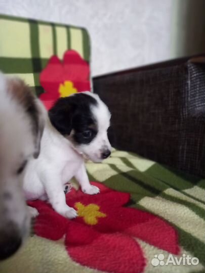 Продаются щенки Гладкошерстного Фокстерьера