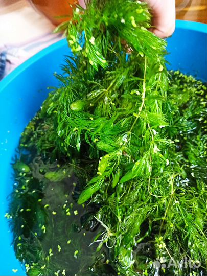 Аквариумное растение