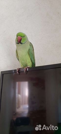 Ожереловый попугай
