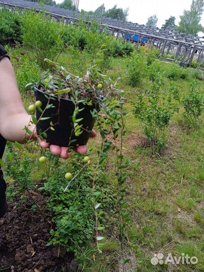 Саженцы клюквы болотной. Сорт Краса Севера