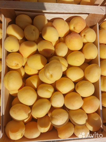 Абрикосы (Армения)