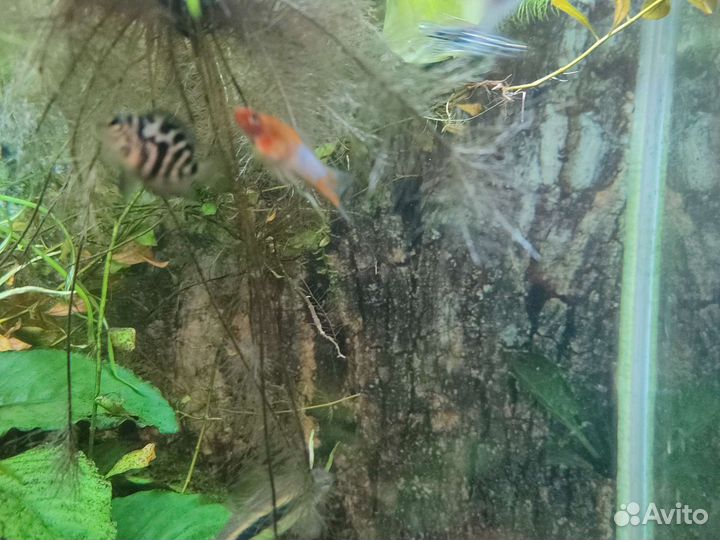 Рыбки сапфировый попугай и меченосец-кои