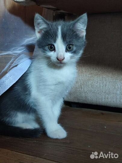 Котенок