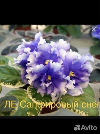 Фиалки детки