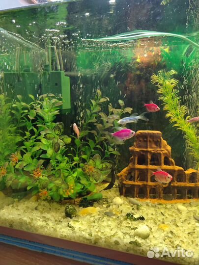 Аквариум 100л с рыбками