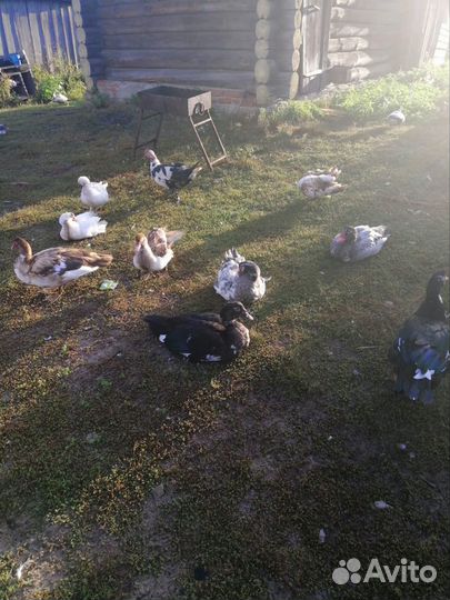 Утки домашние