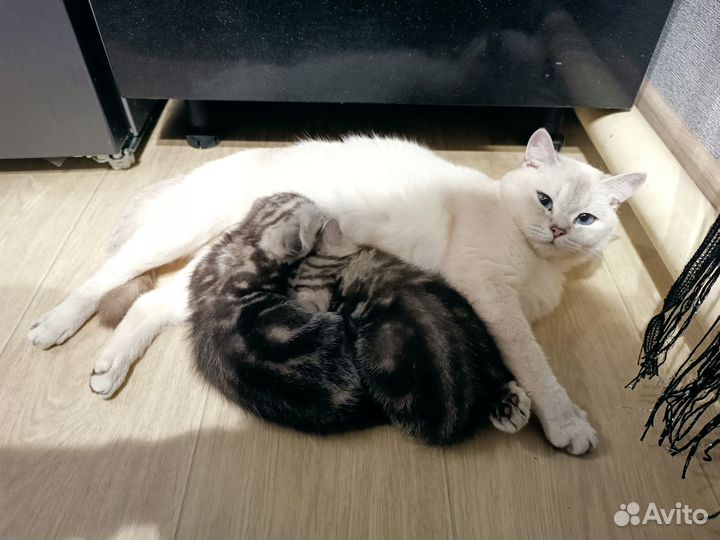 Котята шотландцы