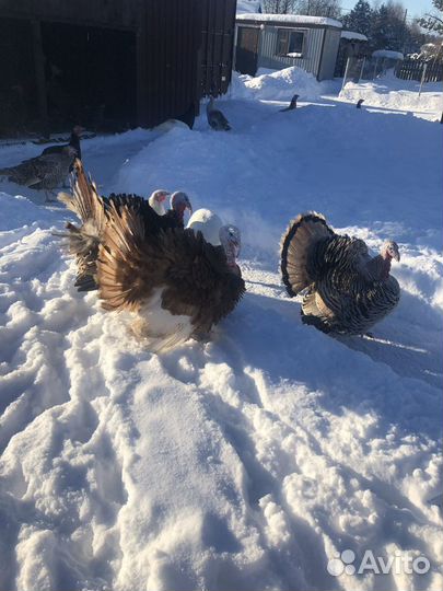 Инкубационное яйцо индейки,гусиные Линда и куриные