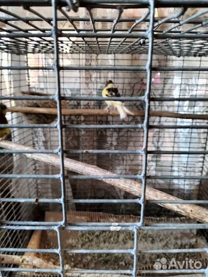 Канарейки пара