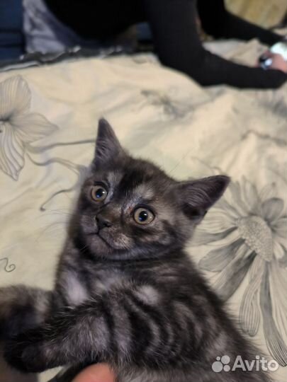 Британские котята