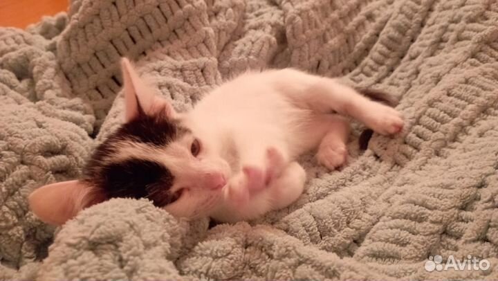 Котёнок