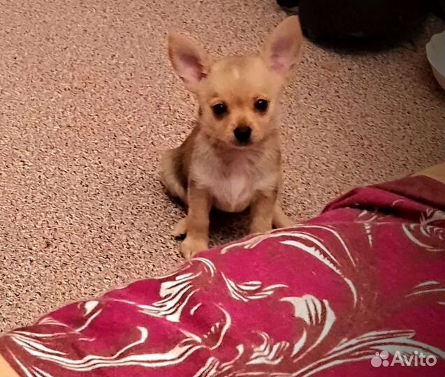 Той-терьер щенки