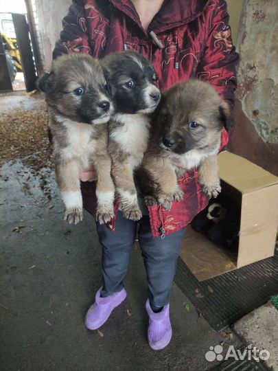 Собаки бесплатно в добрые руки щенки