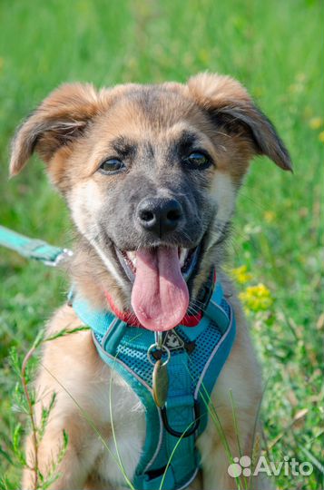 Собака Искра