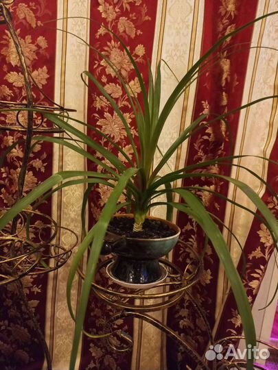 Бокарнея нолина