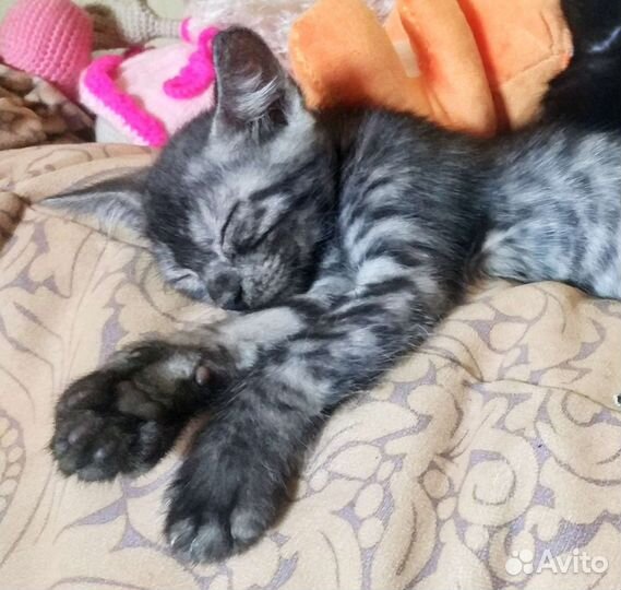 Котенок в дар бесплатно