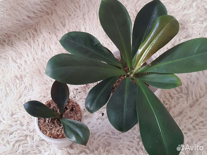 Филодендрон декуренс