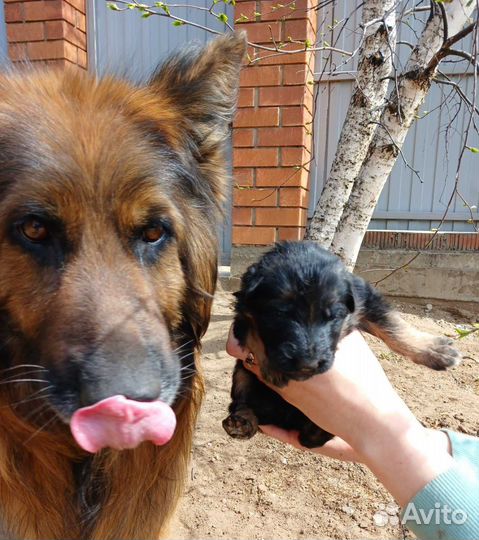 Немецкая овчарка длинношерстная