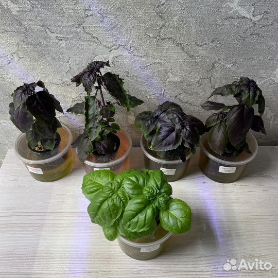 Рассада трав и растений