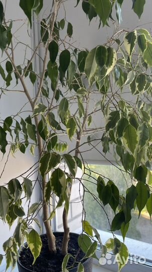 Фикус Бенджамина