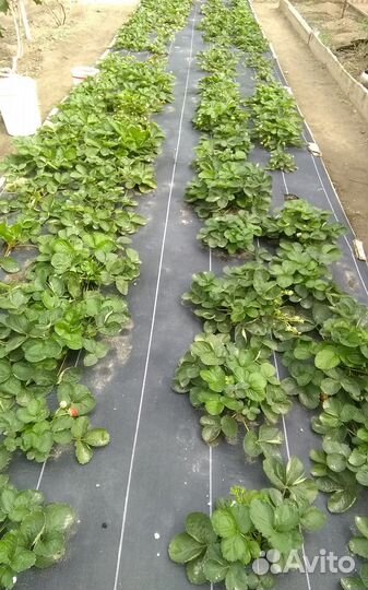 Рассада ремонтантной клубники Ания