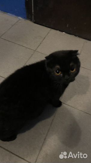 Кошка черная вислоухая