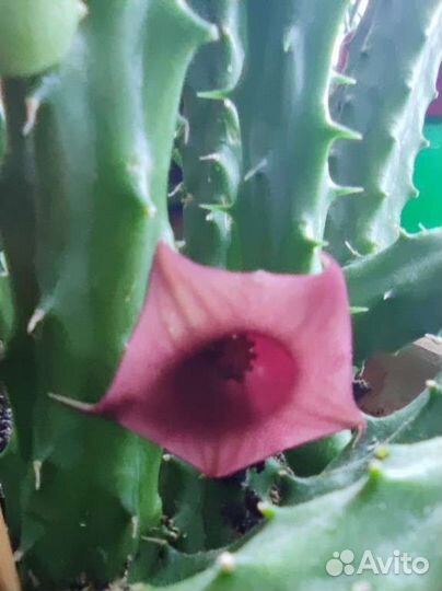 Гуэрния Кактус