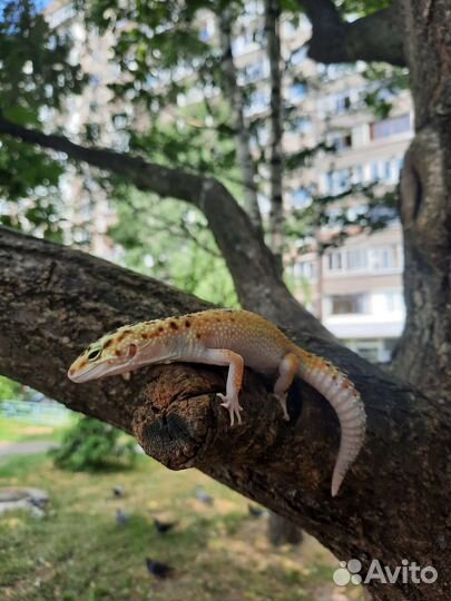 Леопардовый эублефар