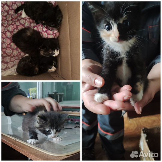 Домашние животные