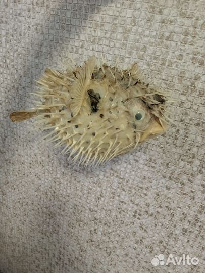 Рыба Фугу (Чучело)