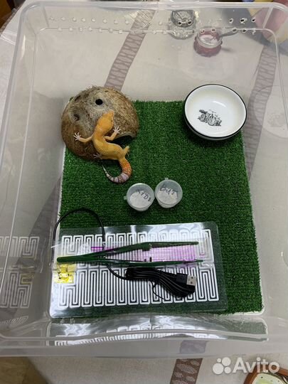 Террариум с эублефаром