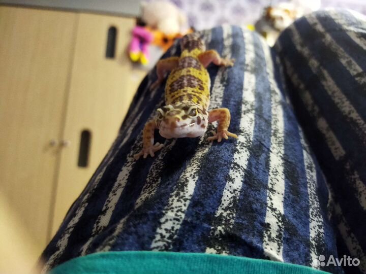 Геккон эублефар