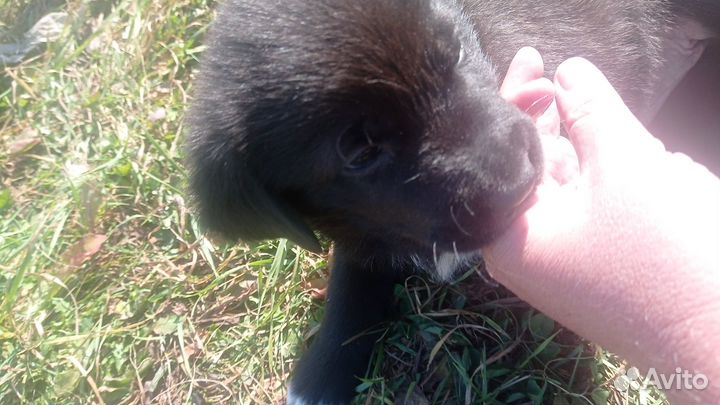 Продам щенков Лабрадора в добрые руки 09.09.2023