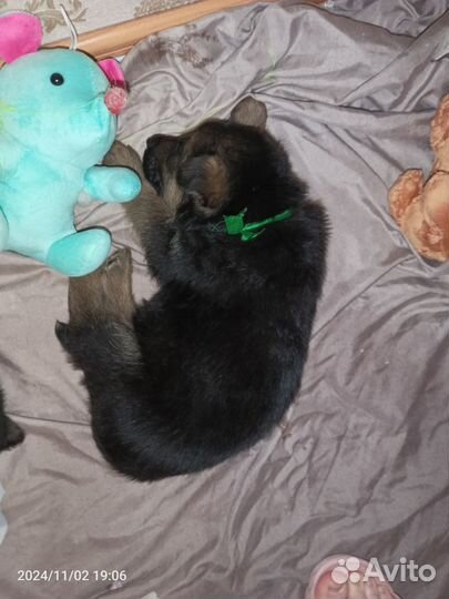 Щенок немецкой овчарки