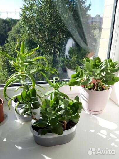 Алоэ Каланхоэ Толстянка