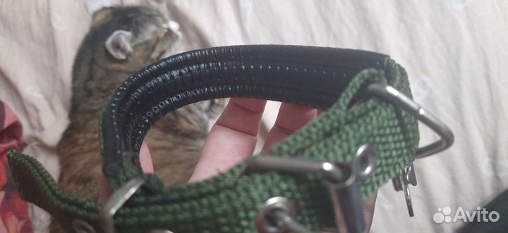 Ошейник для маленькой собаки