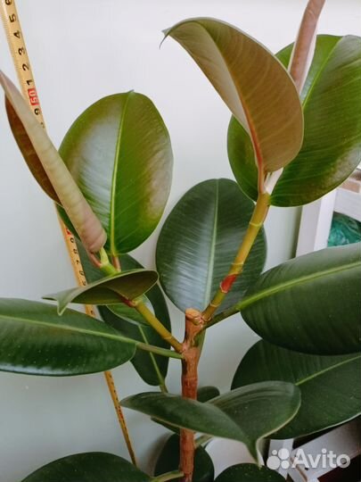 Фикус каучуконосный большой 60см