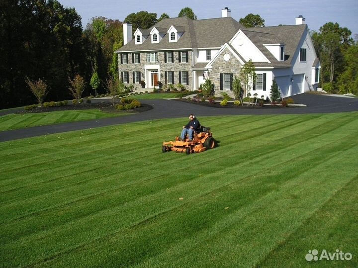 Газонная трава в рулонах