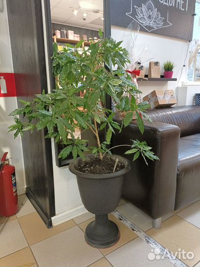 Гибискус пестролистный (Китайская Роза)