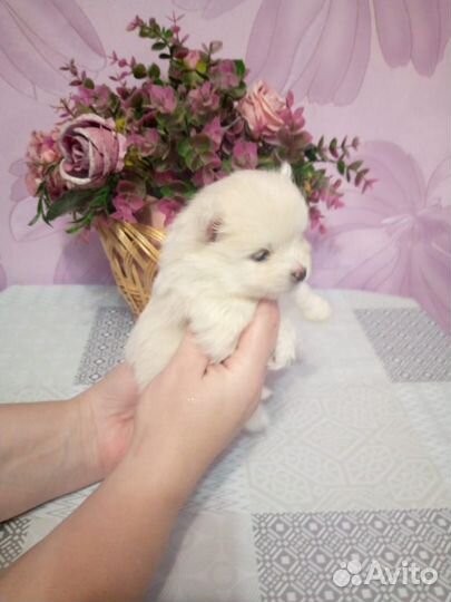 Померанский шпиц мини