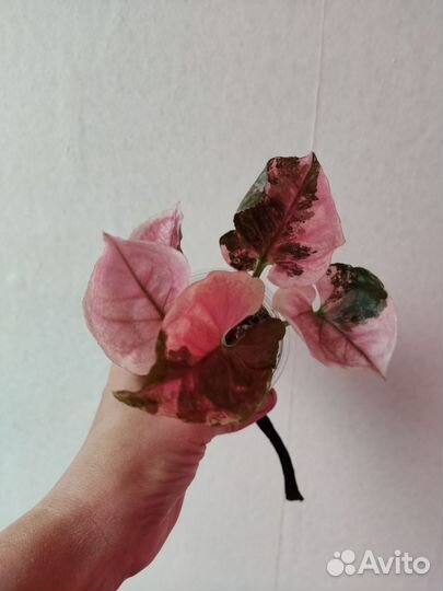 Сингониум клубничный лед galaxy