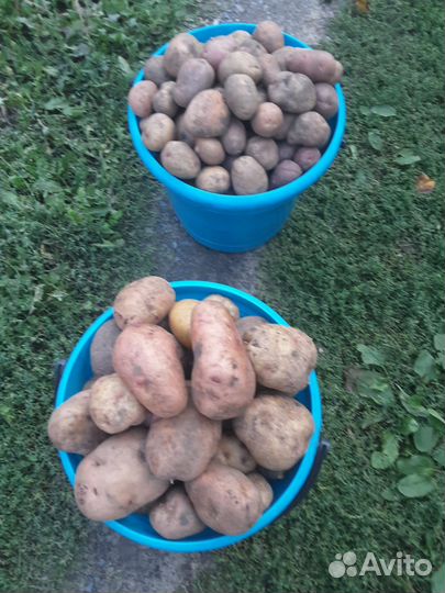 Продается картофель домашний