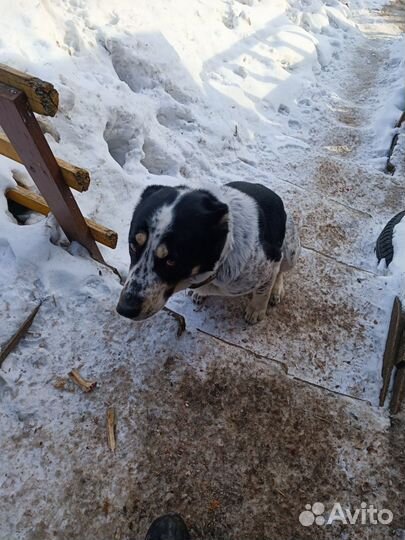 Вязка алабай